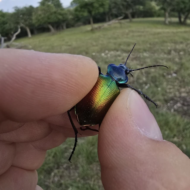 Calosoma sycophanta - aranyos bábrabló
