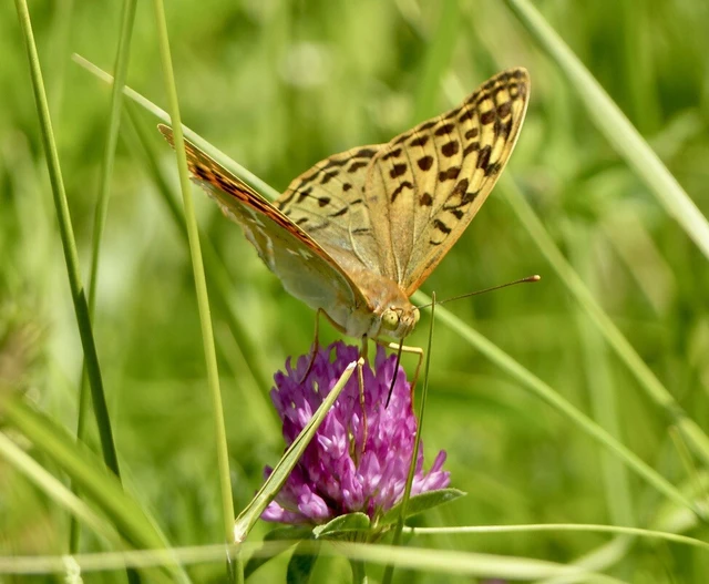 Argynnis pandora - zöldes gyöngyházlepke