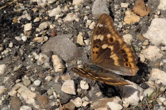 Apatura ilia - kis színjátszólepke