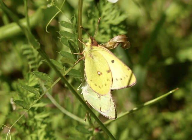 Colias alfacariensis - déli kéneslepke