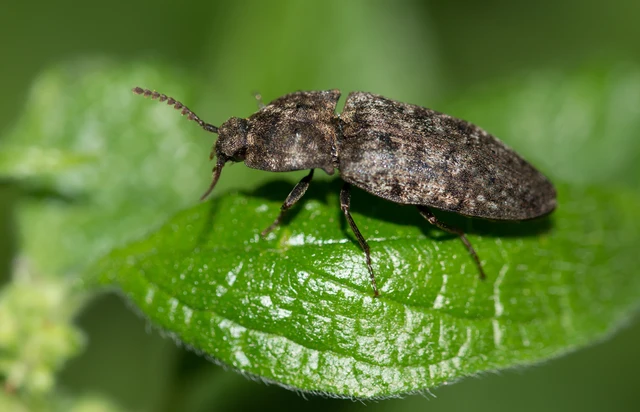 Agrypnus murinus - egérszínű pikkelyespattanó
