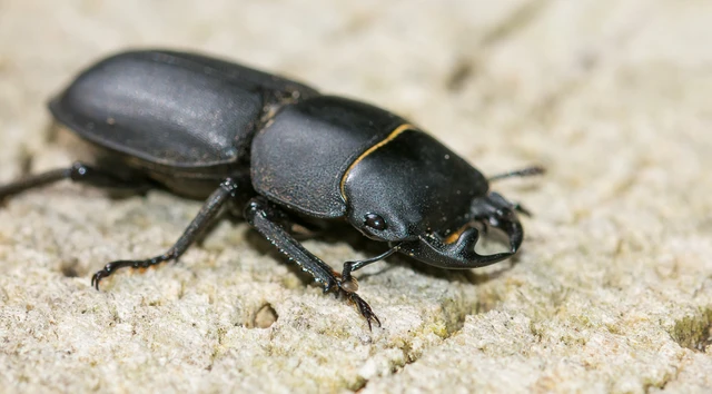 Dorcus parallelipipedus - kis szarvasbogár