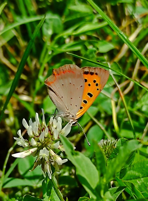 Lycaena phlaeas - közönséges tűzlepke Lycaena phlaeas - közönséges tűzlepke
