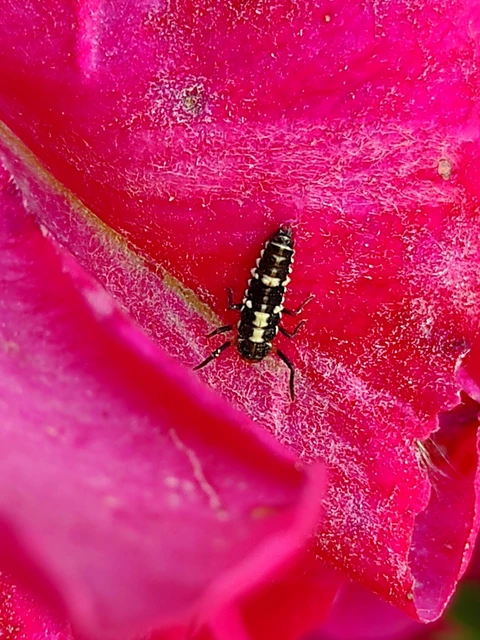 Propylea quatuordecimpunctata - tizennégypettyes füsskata