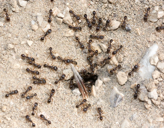 Tetramorium