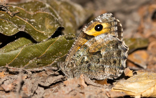 Hipparchia semele - barna szemeslepke