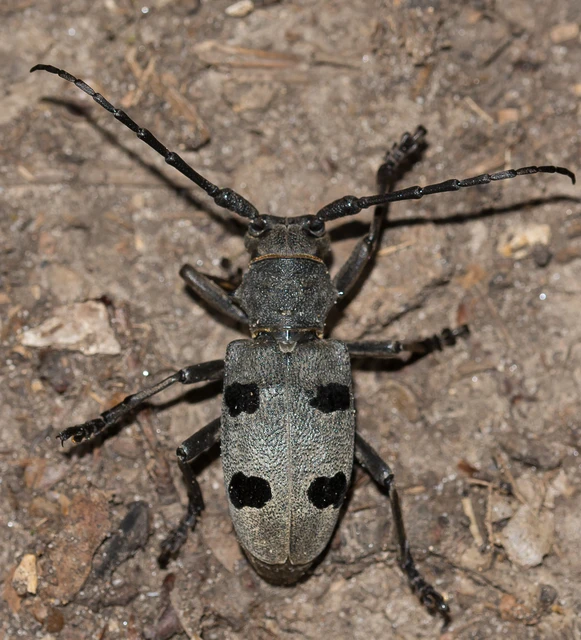 Morimus asper funereus - gyászcincér