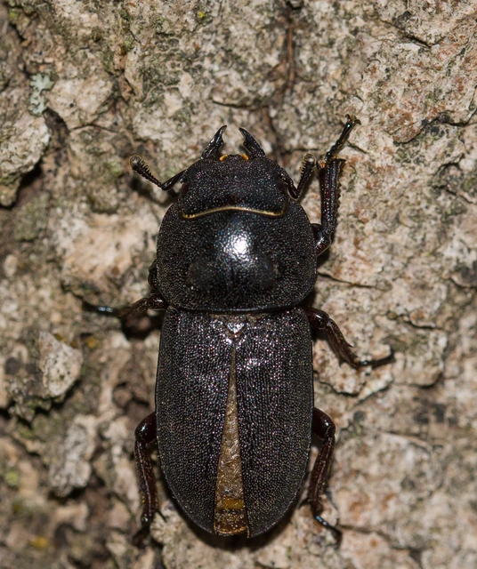 Dorcus parallelipipedus - kis szarvasbogár