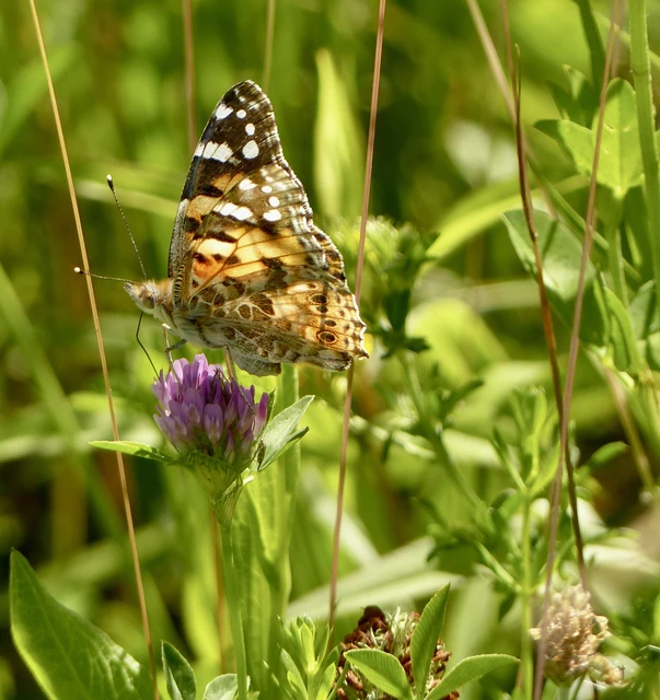 Vanessa cardui - bogáncslepke