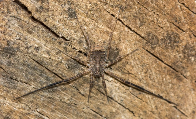 Opiliones - Kaszáspókok