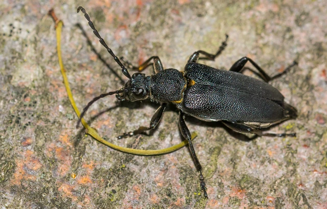 Stictoleptura scutellata - hegyi virágcincér