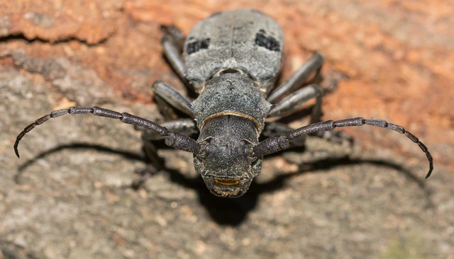 Morimus asper funereus - gyászcincér