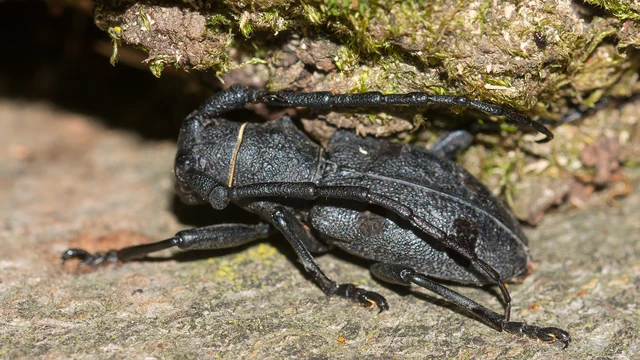 Morimus asper funereus - gyászcincér