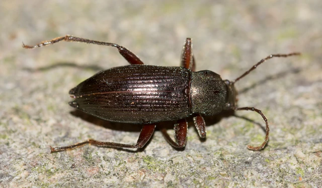 Stenomax aeneus - bronzos gyászbogár Stenomax aeneus - bronzos gyászbogár