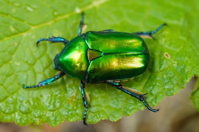 Protaetia affinis - smaragdzöld virágbogár