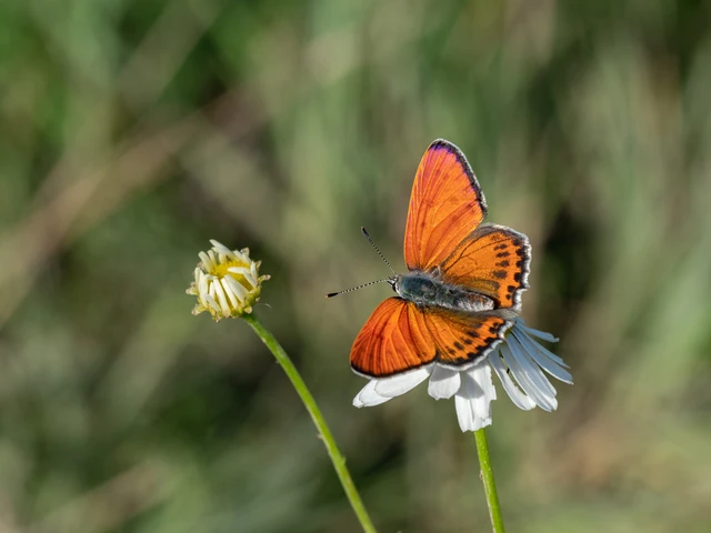 Lycaena thersamon - kis tűzlepke