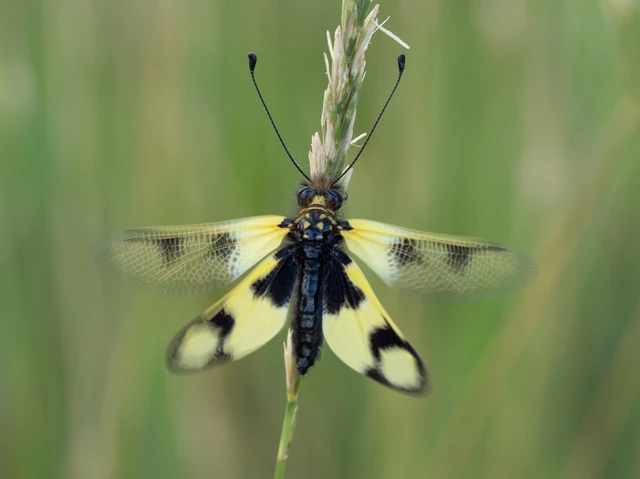 Libelloides macaronius - keleti rablópille