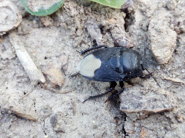 Cydnus aterrimus - nagy földipoloska