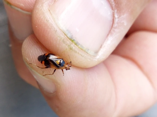 Deraeocoris ruber - vöröses mezeipoloska
