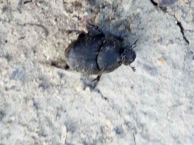 Onthophagus verticicornis - fekete trágyatúró