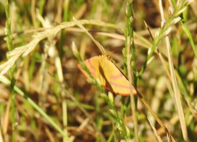 Lythria purpuraria - bíborsávos araszoló