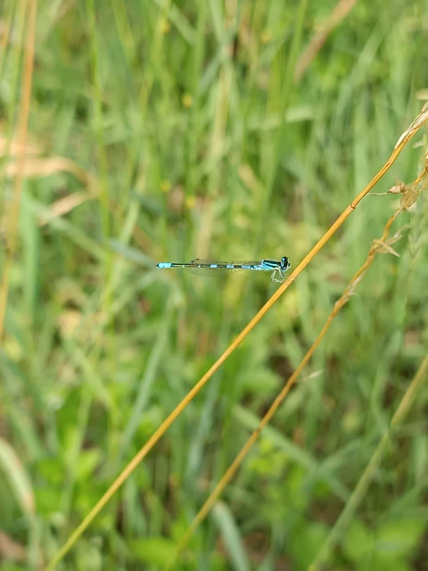 Coenagrion scitulum - mediterrán légivadász