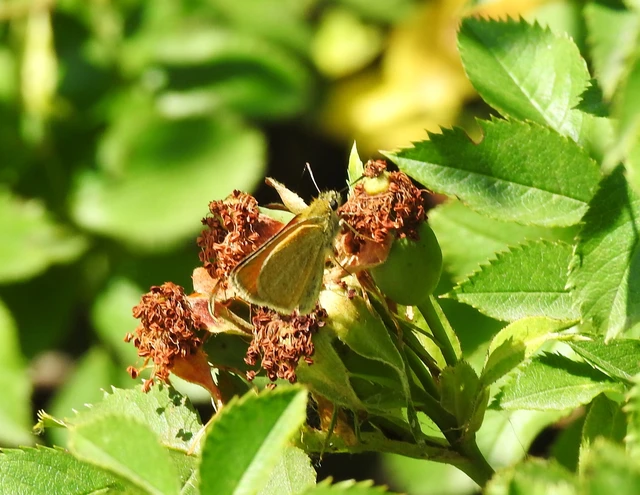 Thymelicus lineola - vonalas busalepke
