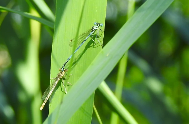 Platycnemis pennipes - széleslábú szitakötő