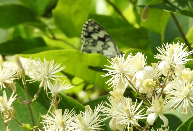 Melanargia galathea - sakktáblalepke