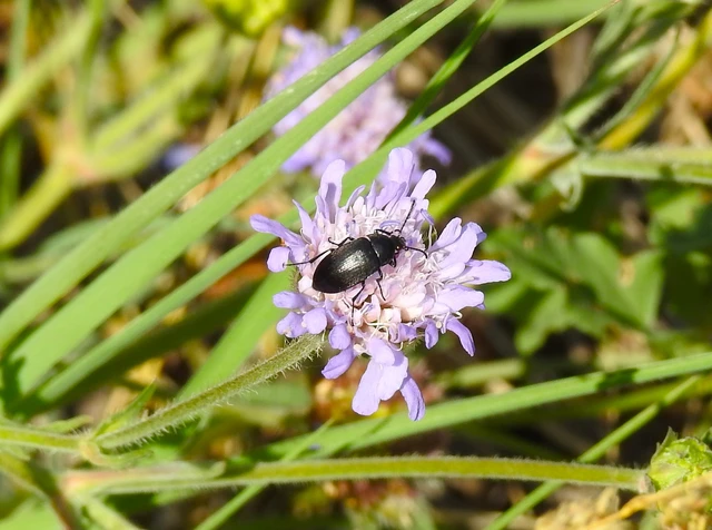 Podonta nigrita - szerecsenbogár