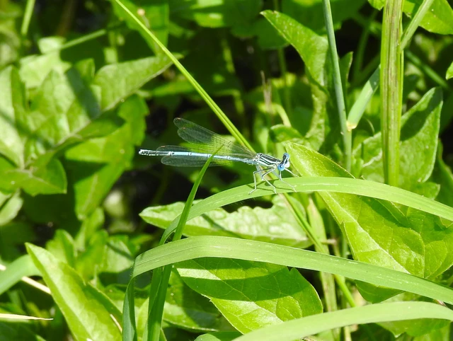 Platycnemis pennipes - széleslábú szitakötő