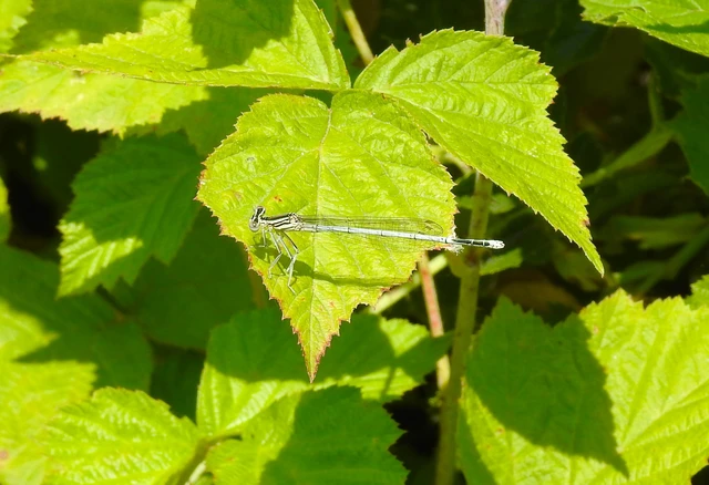 Platycnemis pennipes - széleslábú szitakötő