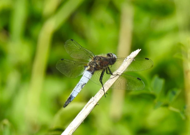 Libellula fulva - kisfoltos laposacsa