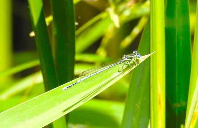 Platycnemis pennipes - széleslábú szitakötő