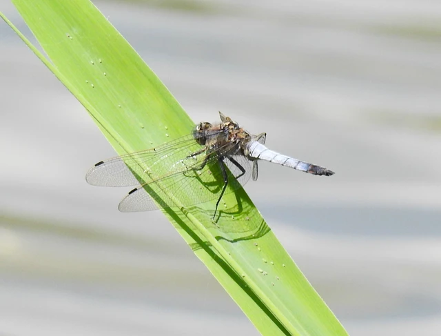 Orthetrum cancellatum - feketefarkú pásztorszitakötő