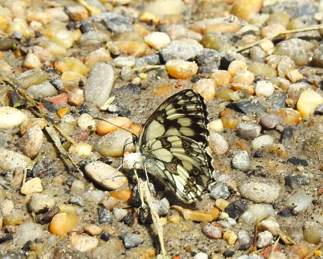 Melanargia galathea - sakktáblalepke