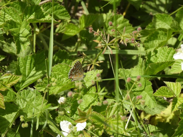 Polyommatus bellargus - égszínű boglárka