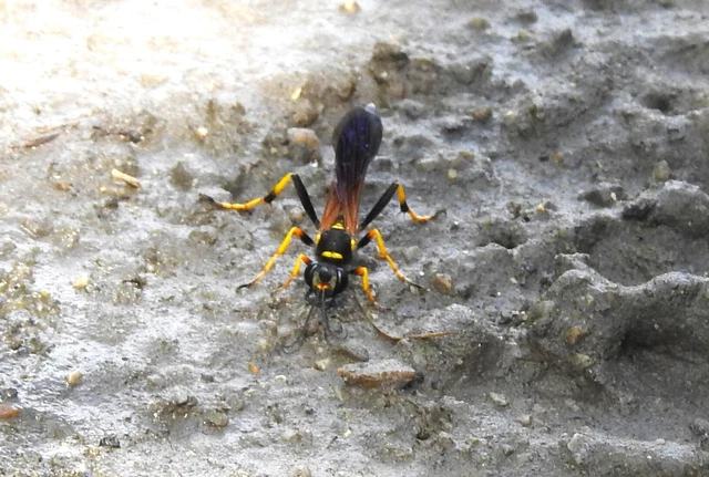 Sceliphron caementarium - feketenyelű lopódarázs