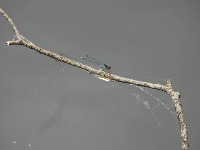 Erythromma najas - nagy pirosszemű-légivadász