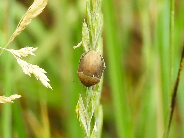 Eurygaster Eurygaster
