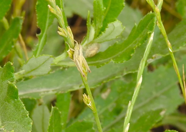 Euchorthippus