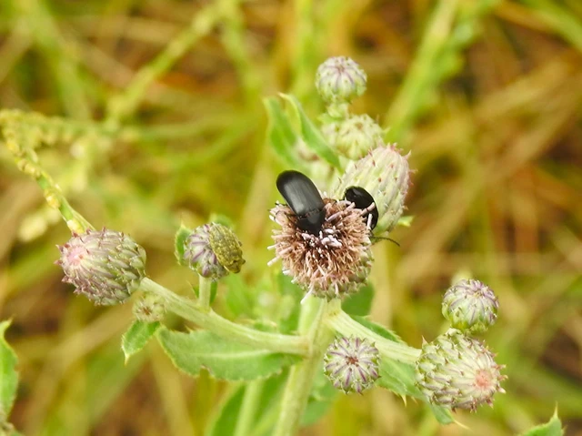 Podonta nigrita - szerecsenbogár