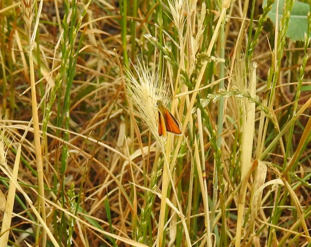 Thymelicus lineola - vonalas busalepke