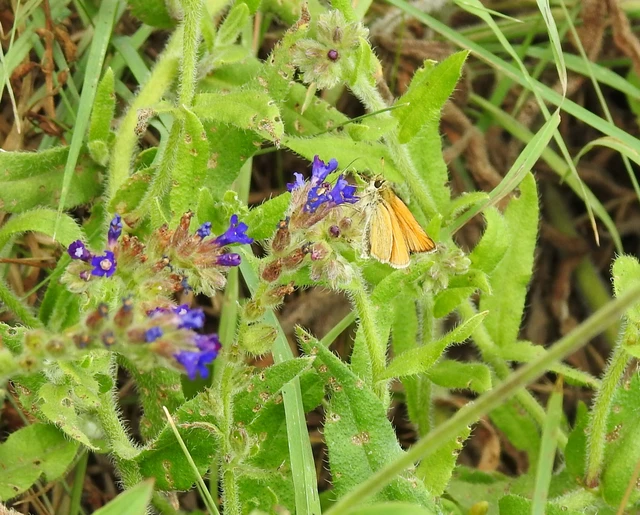 Thymelicus lineola - vonalas busalepke