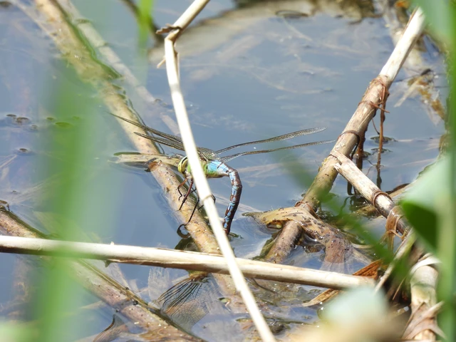 Anax imperator - zöld óriásacsa Anax imperator - zöld óriásacsa
