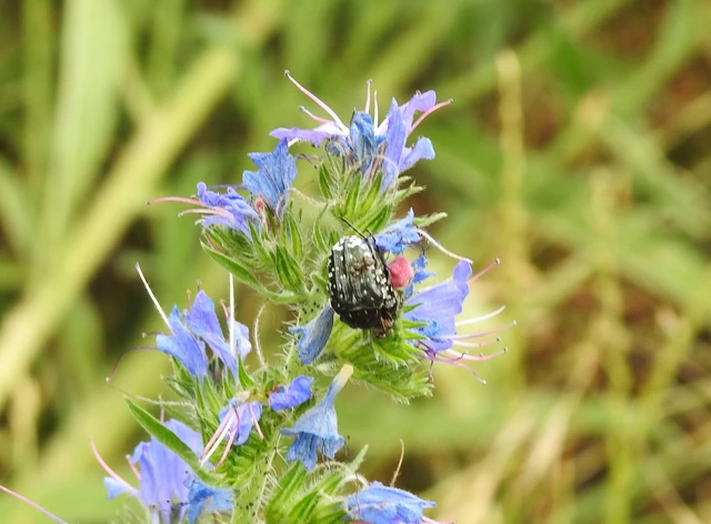 Oxythyrea funesta - sokpettyes virágbogár