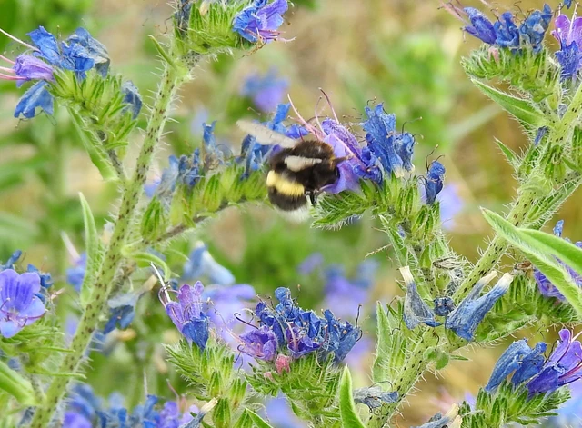 Bombus - poszméhek