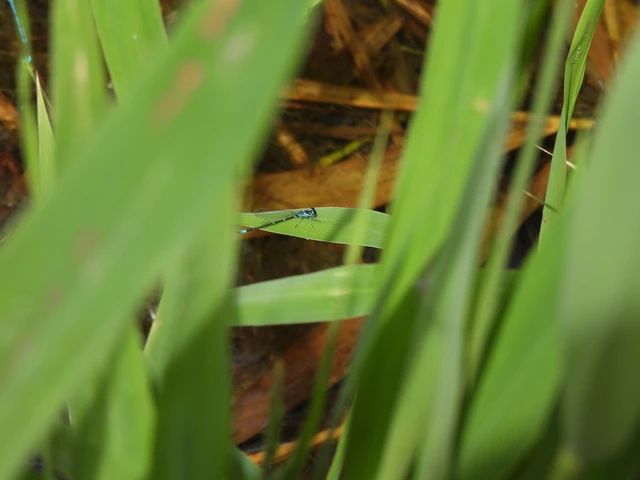 Coenagrion pulchellum - karcsú légivadász