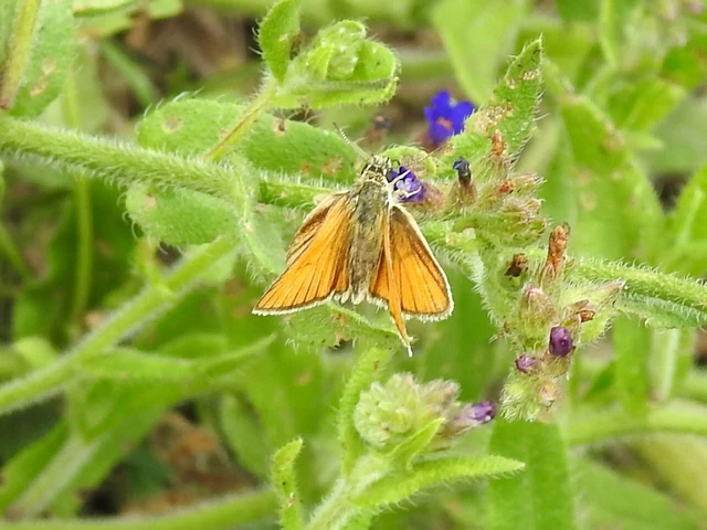 Thymelicus lineola - vonalas busalepke