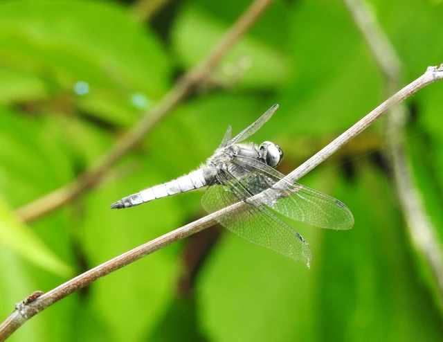 Libellula fulva - kisfoltos laposacsa